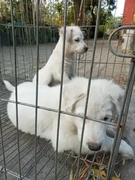 Anak anjing betina