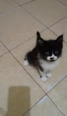 Lepas adopt kitten mix