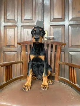 Doberman Female Super Bigsize
