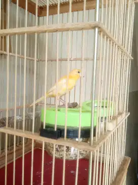 Kenari loper Jantan