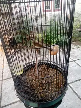 trotokan jantan rajin bunyi