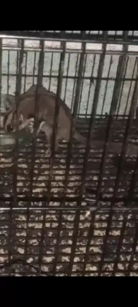 Sugar Glider CG