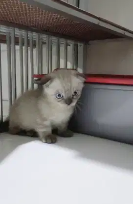 Kitten Munchkin 2.5 bln