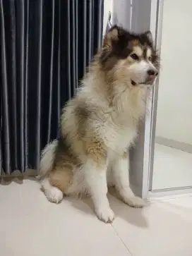 DIJUAL MALAMUTE JANTAN, SUPER FRIENDLY, PENURUT, 1,5 JT BISA NEGO