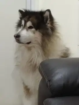 DIJUAL MALAMUTE JANTAN, SUPER FRIENDLY, PENURUT, 1,5 JT BISA NEGO
