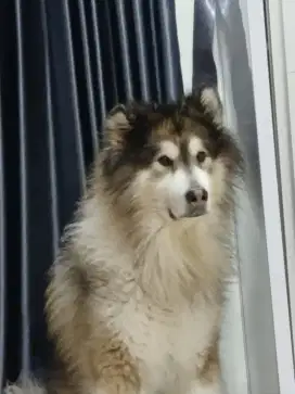 DIJUAL MALAMUTE JANTAN, SUPER FRIENDLY, PENURUT, 1,5 JT BISA NEGO