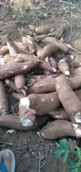 Singkong merah dan singkong putih
