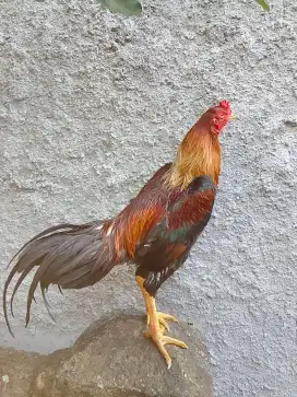 AYAM BANGKOK UK3