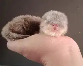 Baby otter (berang-berang)