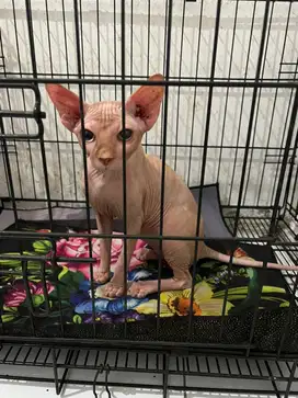 Kucing sphynx kitten