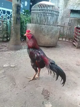 AYAM BANGKOK UK3,5