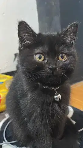 BSH Betina Nonped Fullblack