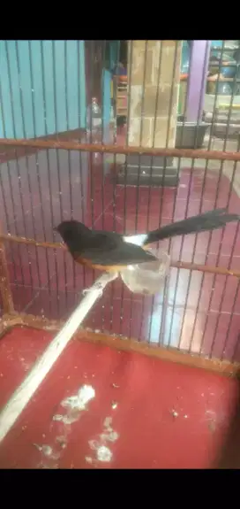 Murai trotol pastol jual cepet