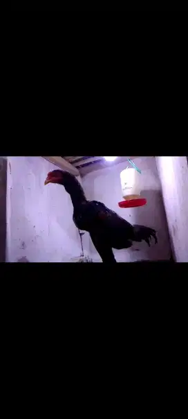 AYAM BANGKOK 4BULAN