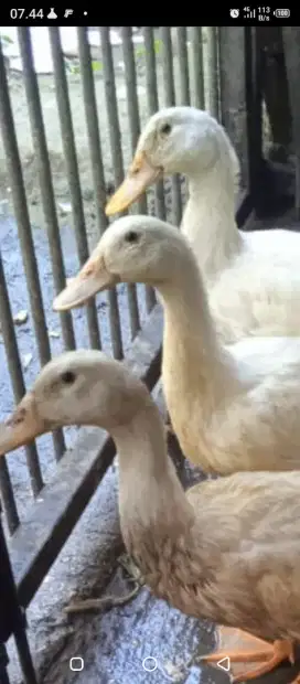Jual bebek peking 2 ekor