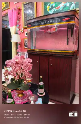 Arwana super red + aquarium boyu
