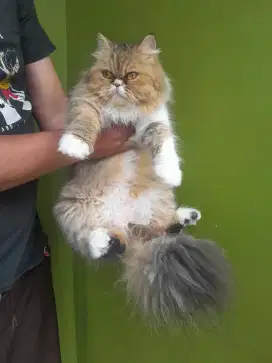 kucing persia peaknose