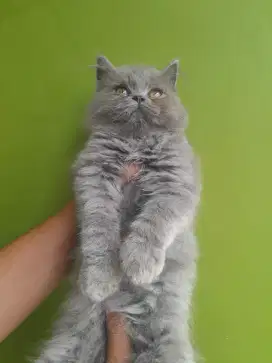 british longhair #kucinglucu