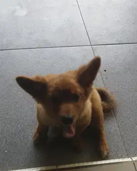 Anjing pom mix shitzu