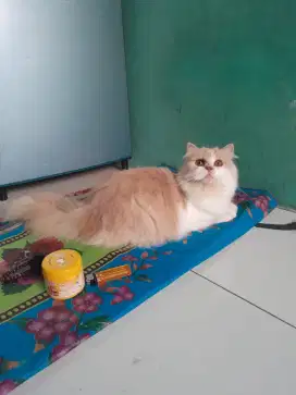 kucing persia flatnose