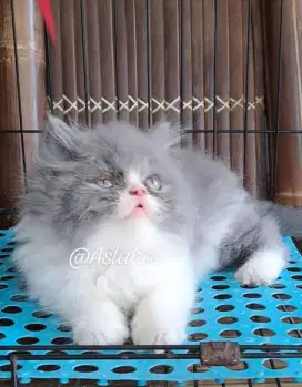 Anak kucing anggora/kitten flatnose betina/kucing persis betina