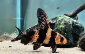 Chinese High Fin