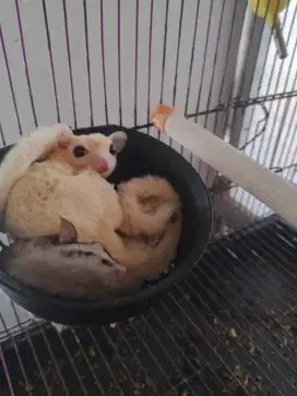 Sugar glider sekeluarga
