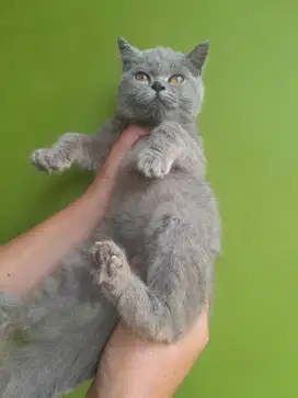 british shorthair BSH