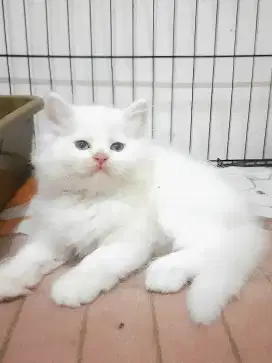Kucing Persia Betina