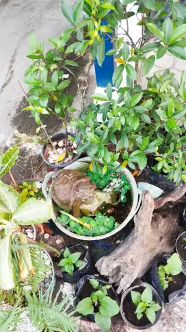 tanaman hias bonsai