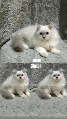 Kucing persia himalaya