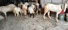 Lelang Kambing Betina dan Jantan 13 ekor