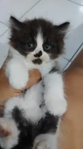 KITTEN PERSIA BICOLOR