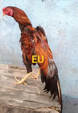 Ayam Bangkok (Edisi Shamo Jepang Petarung)