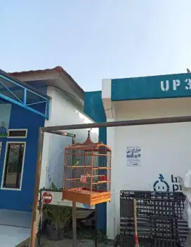 Jual cucak ijo Banyuwangi asli