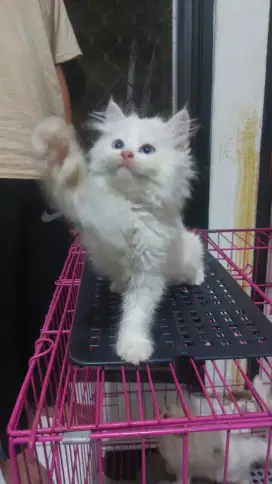 Persia super kitten 2.5 bulan ready 7 ekor
