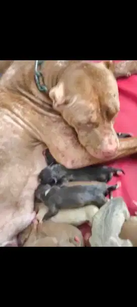 Anak anjing Pit Bull