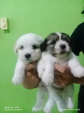 anjing maltise jantan dan betina