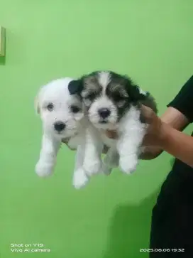 anjing maltise jantan dan betina