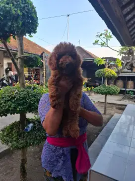 POODLE RED STAMBUM