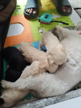 Anak anjing Maltipoo