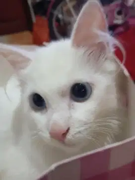 Kitten betina keturunan persia