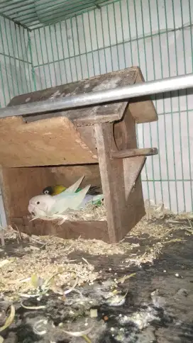 Love bird spasang
