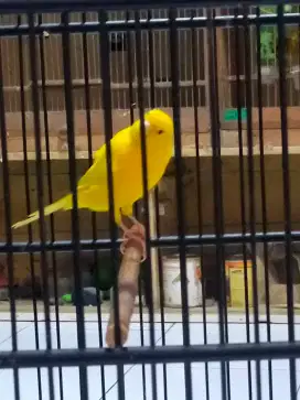 Burung kenari lokal super jantan
