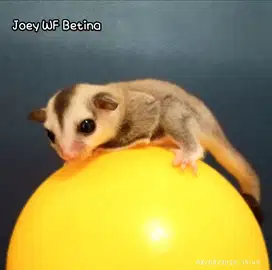 Sugar Glider Joey WF Betina Cantik