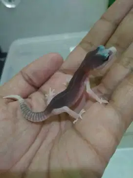 Leopard gecko murah