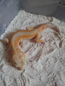 Leopard gecko murah