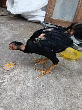 Ayam dere usia 2blan