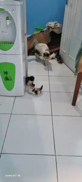Kucing persia  murah