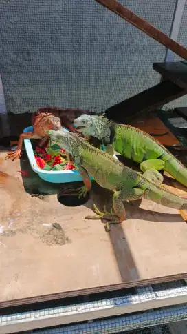 Iguana Borongan